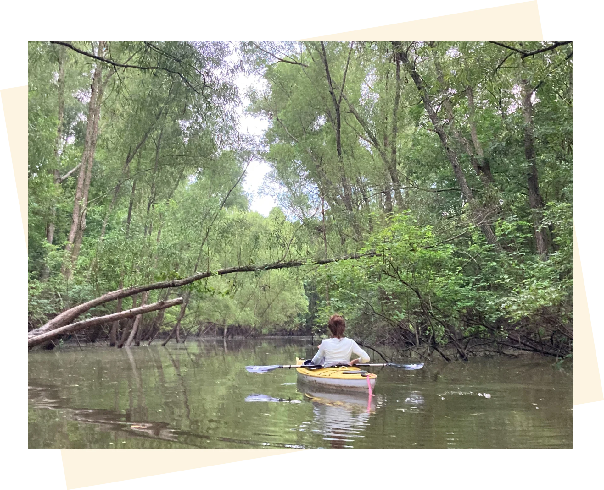 A lady kayaking in the swamp