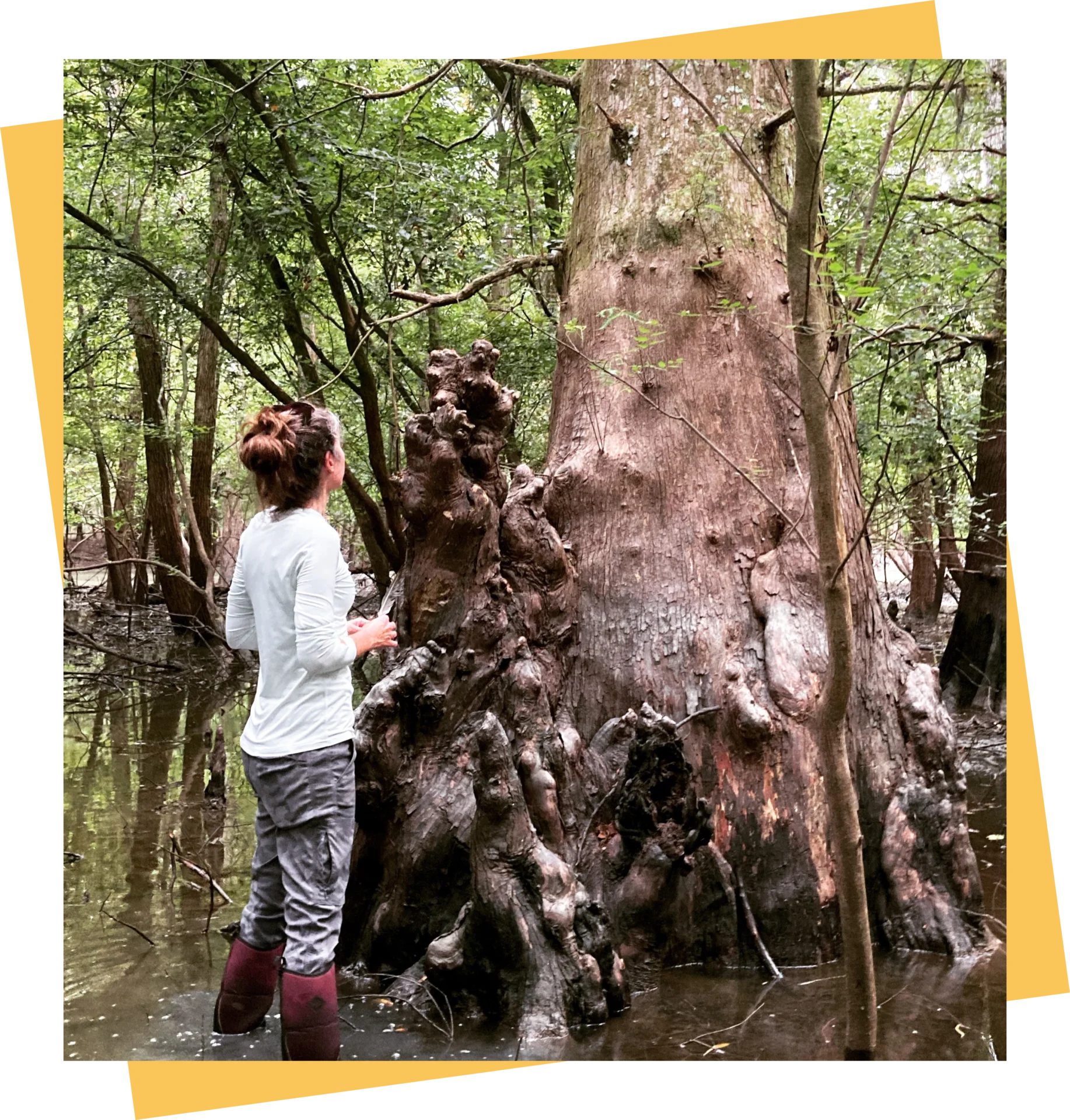 A lady examining a Cypress tree trunk